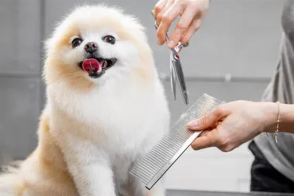 狗洗澡用多少度的水合适，不可超过狗狗正常体温的5℃