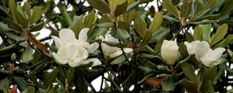 广玉兰什么时候开花，通常在4-6月开花
