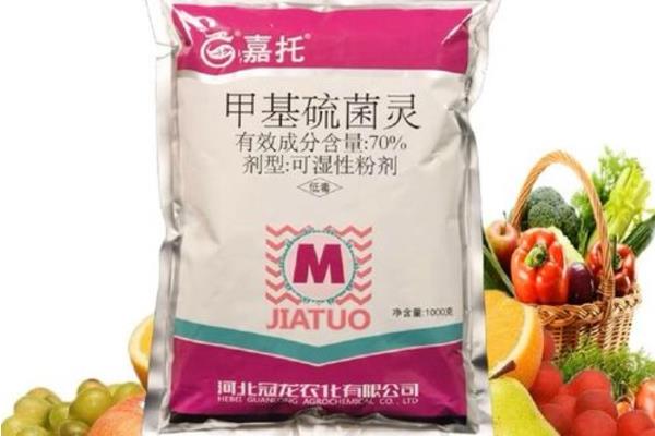 大白菜根肿病如何防治，可农业防治也可化学防治