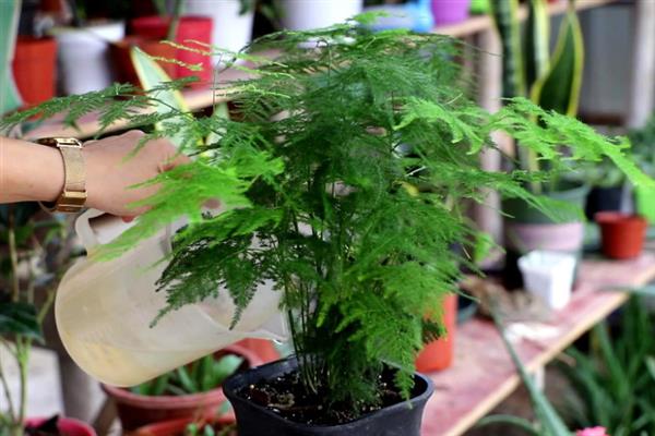 蕨类植物要怎么养，喜欢生长在湿润潮湿的土壤里
