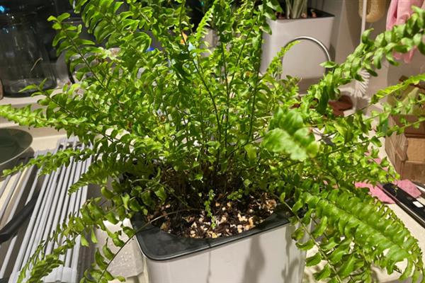 蕨类植物要怎么养，喜欢生长在湿润潮湿的土壤里