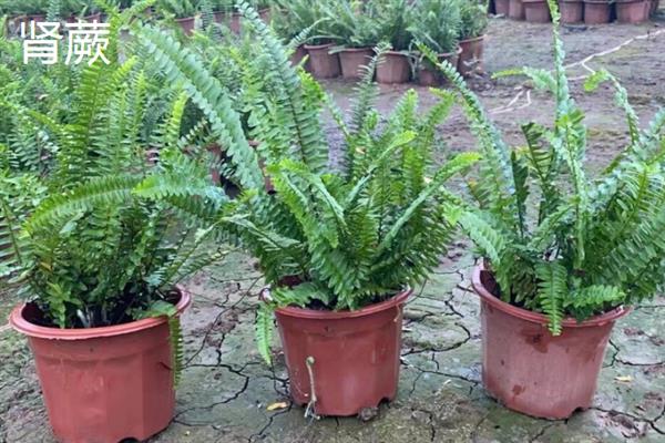 蕨类植物要怎么养，喜欢生长在湿润潮湿的土壤里