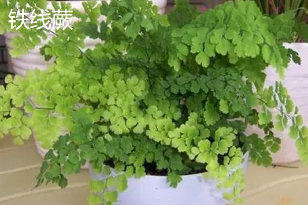 蕨类植物要怎么养，喜欢生长在湿润潮湿的土壤里
