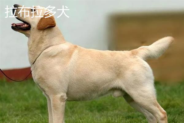 拉布拉多犬和金毛哪个好养，取决于主人自己的性格和要求