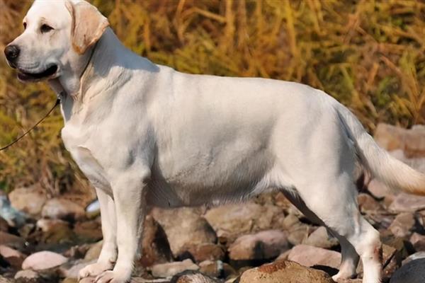 拉布拉多犬和金毛哪个好养，取决于主人自己的性格和要求