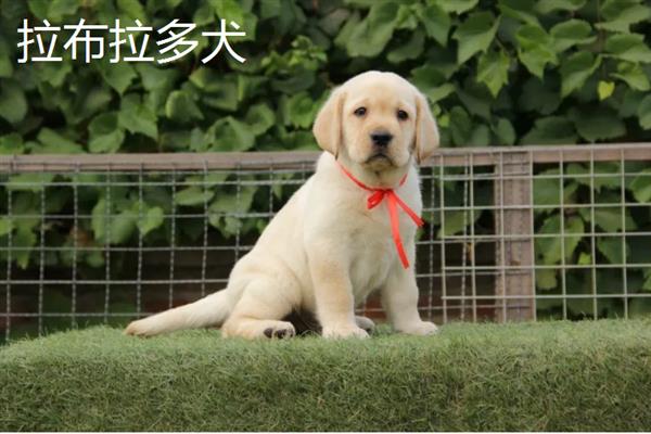 拉布拉多犬和金毛哪个好养，取决于主人自己的性格和要求