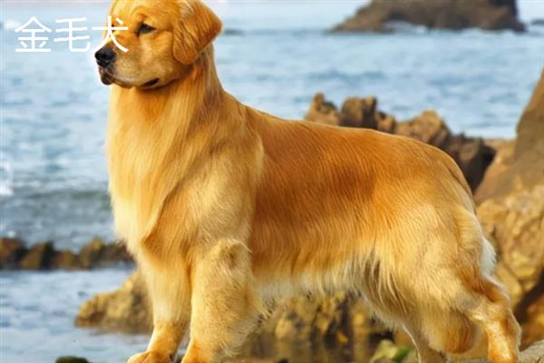 拉布拉多犬和金毛哪个好养，取决于主人自己的性格和要求