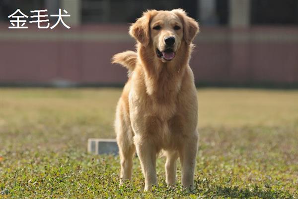 拉布拉多犬和金毛哪个好养，取决于主人自己的性格和要求