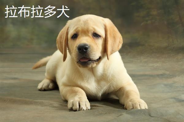 拉布拉多犬和金毛哪个好养，取决于主人自己的性格和要求