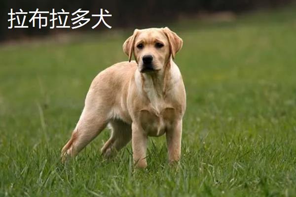 拉布拉多犬和金毛哪个好养，取决于主人自己的性格和要求