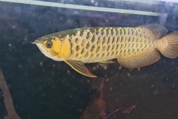 金龙鱼的适宜水温，保持在24-29℃最合适