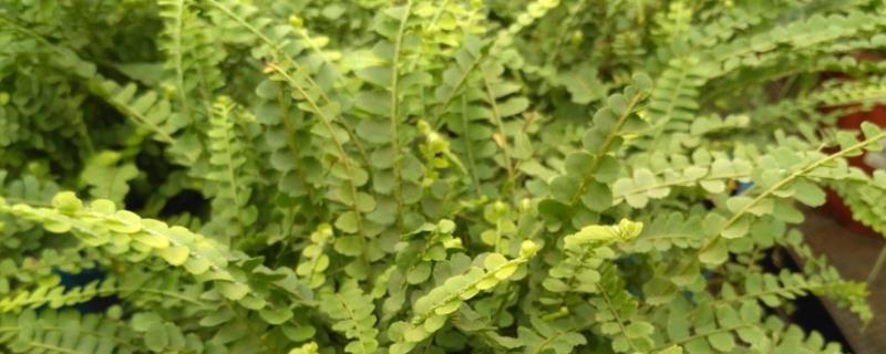 纽扣蕨的养殖方法，生长旺期每两周左右施肥一次
