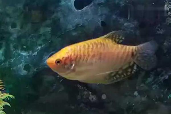 曼龙鱼身体发红的原因，患有水霉病、受惊、未适应新环境都会导致