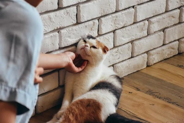 吸猫的正确方法，可以对着鼻子吸、抱着猫咪吸