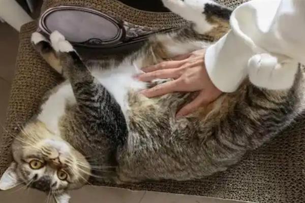 吸猫的正确方法，可以对着鼻子吸、抱着猫咪吸