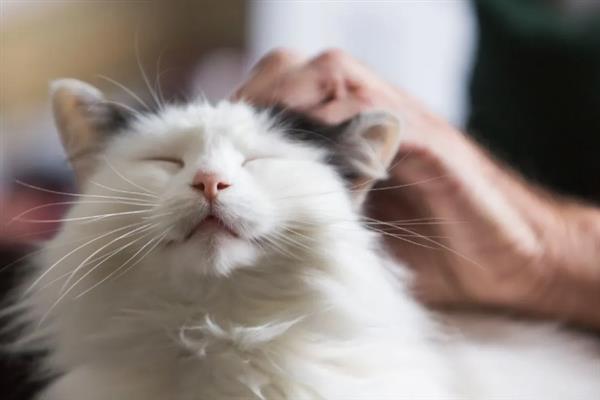 吸猫的正确方法，可以对着鼻子吸、抱着猫咪吸