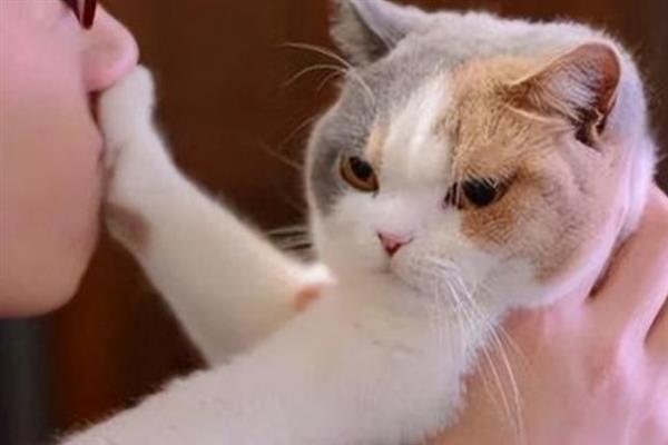 吸猫的正确方法，可以对着鼻子吸、抱着猫咪吸