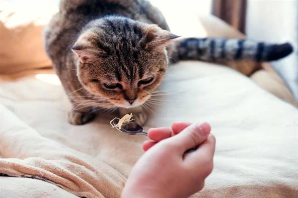 吸猫的正确方法，可以对着鼻子吸、抱着猫咪吸