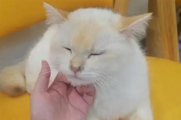 吸猫的正确方法，可以对着鼻子吸、抱着猫咪吸