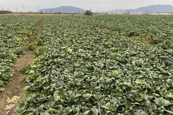 什么时候种苏州青，夏季可以在4-5月进行播种