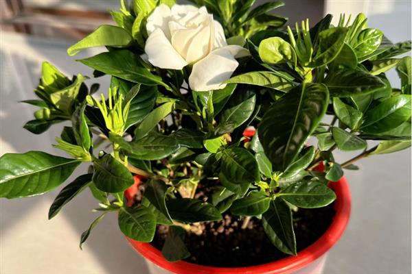 栀子花叶子蔫了怎么办，根据原因对症治疗