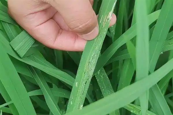 稻纵卷叶螟的防治要点，防治适期是发生高峰后的10天左右