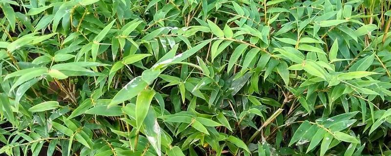 凤尾竹的养殖方法，喜欢在湿润的环境中生长