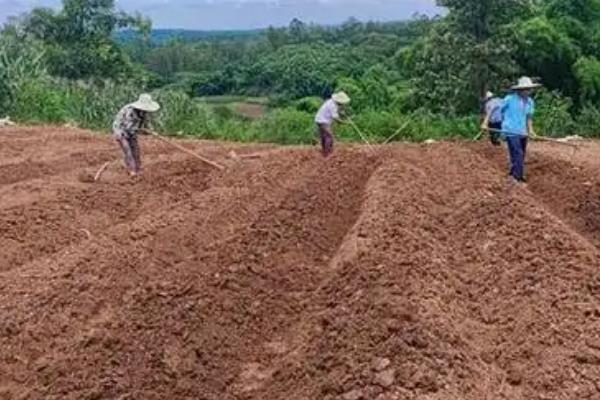 种植打瓜的方法,长出2片叶子后要定苗