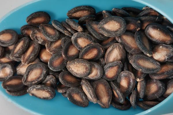 种植打瓜的方法,长出2片叶子后要定苗