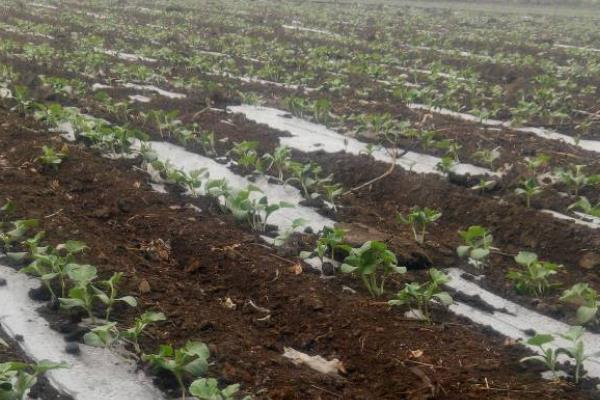 种植打瓜的方法,长出2片叶子后要定苗