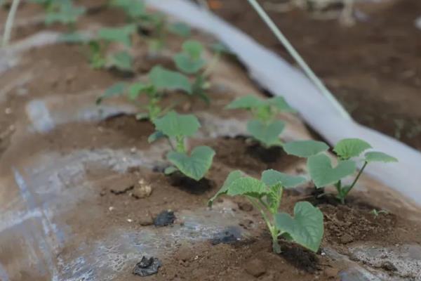 种植打瓜的方法,长出2片叶子后要定苗