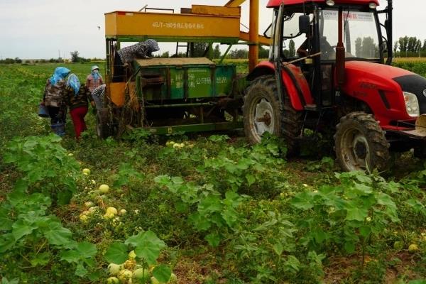 种植打瓜的方法,长出2片叶子后要定苗