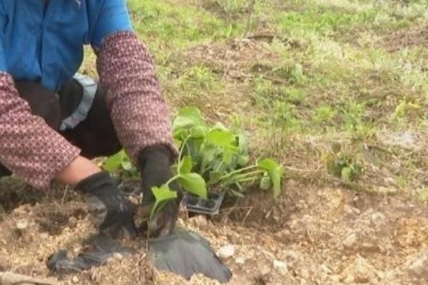 种植打瓜的方法,长出2片叶子后要定苗