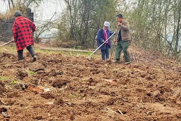 种植打瓜的方法,长出2片叶子后要定苗