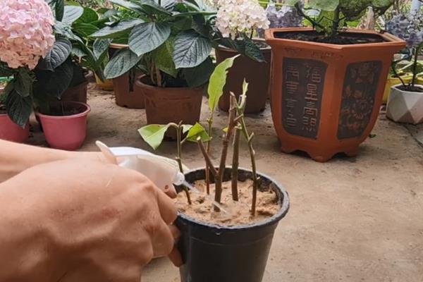 黄金果怎么栽培，孕蕾期主施磷钾肥