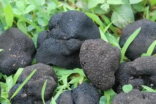 找松露和挖松露的方法，一般长在橡树、柳树等树木的根部附近