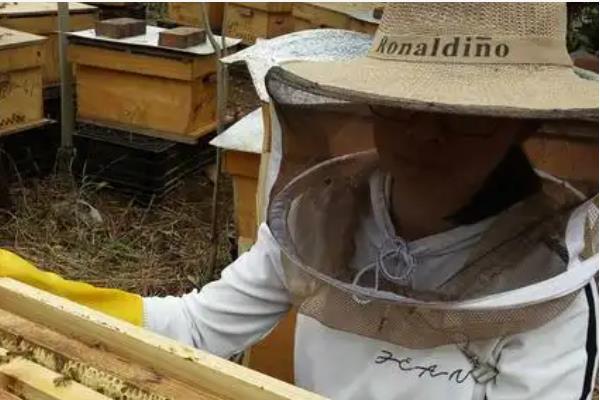 养蜂帽的作用，可避免养殖者的头颈部被蜜蜂蛰伤