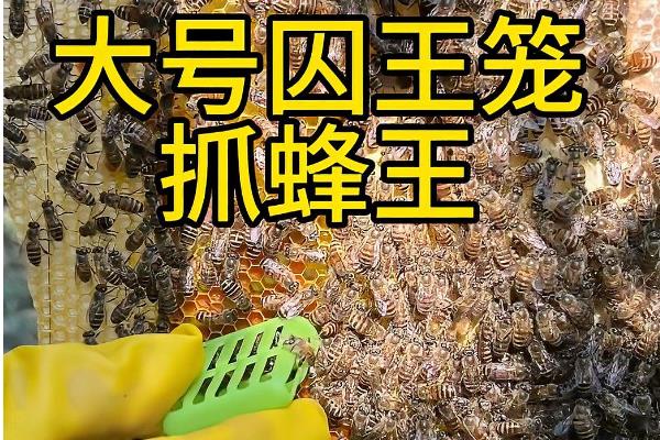 养蜂帽的作用，可避免养殖者的头颈部被蜜蜂蛰伤