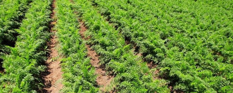胡萝卜的种植方法，浸种催芽后再播种可提前出苗