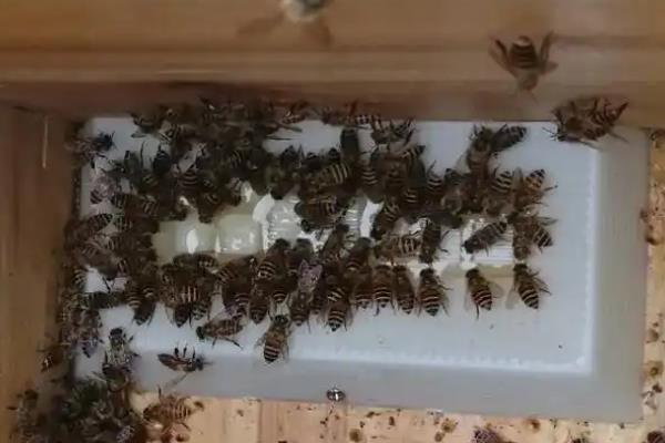养蜂帽的作用，可避免养殖者的头颈部被蜜蜂蛰伤