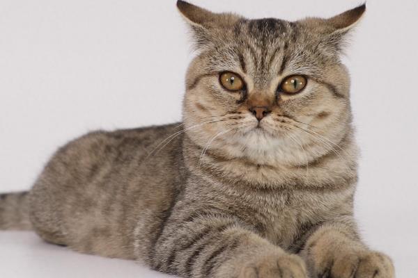 老鼠害怕什么动物，害怕猫、猫头鹰和蛇