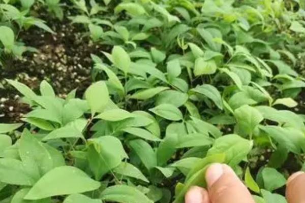 南天竹的育苗方法，播种前需先浸种催芽