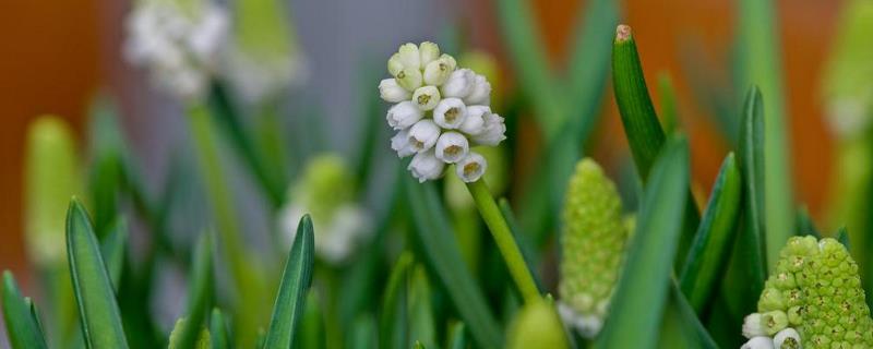 韭菜花的花苞要不要去掉，可以去掉