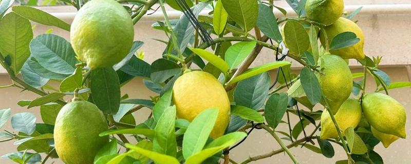 香水柠檬与普通柠檬的区别，果型、花型、香味、口感均不同