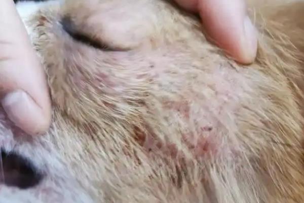 狗狗湿疹如何防治，注射庆大霉素等药物可预防继发性感染