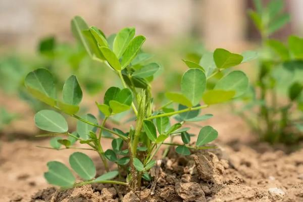 花生苗怎么种植，带土移栽并压实土壤