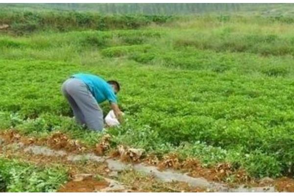 花生苗怎么种植，带土移栽并压实土壤