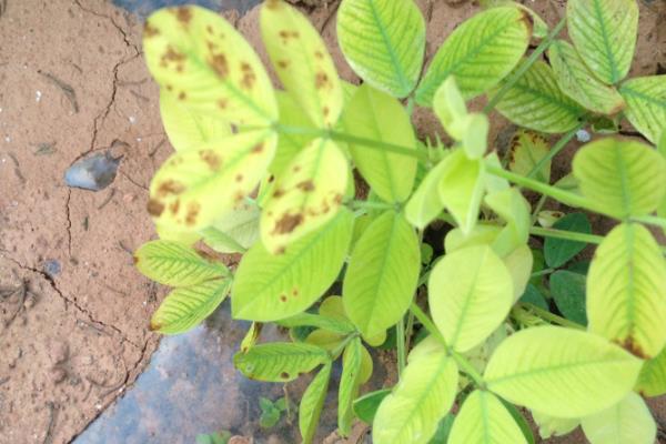 花生苗怎么种植，带土移栽并压实土壤