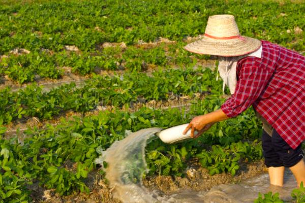 花生苗怎么种植，带土移栽并压实土壤