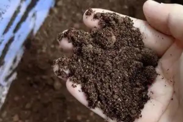 咖啡渣发酵到什么程度可以使用,没有咖啡味时才能当作肥料